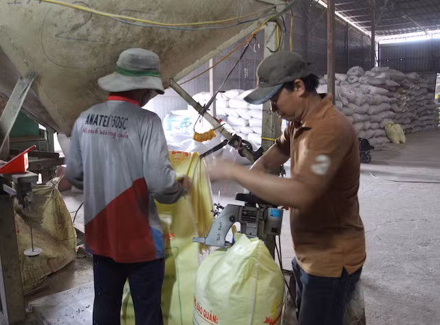Lúa giống bị làm giả nhãn hiệu. Lúa giống bị làm giả nhãn hiệu.