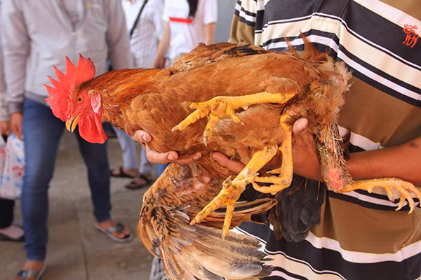 Gà trống 4 chân.