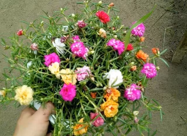 Lạ mắt với những chậu hoa 10 giờ có đến 10 màu sắc.