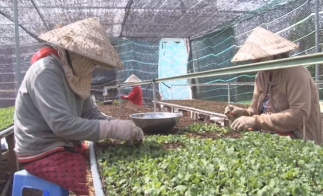 Nhà vườn vào bầu cây giống, chờ xuất bán theo đơn hàng cho khách đặt mua.