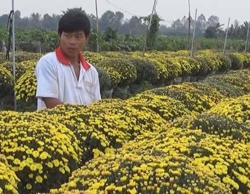 Nhà vườn Sa Đéc “lo sốt vó” vì cúc mâm xôi nở sớm