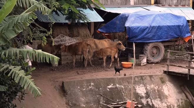Vật nuôi của các hộ dân cũng phải tìm chỗ “né” lũ.