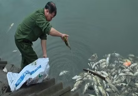 Cá tại ao của người dân chết nổi trắng vì nhiễm độc (Ảnh: Lao Động) Cá tại ao của người dân chết nổi trắng vì nhiễm độc (Ảnh: Lao Động)