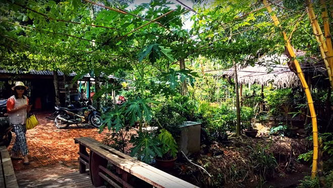 Môt góc vườn trái cây Vàm Xáng- Cần Thơ