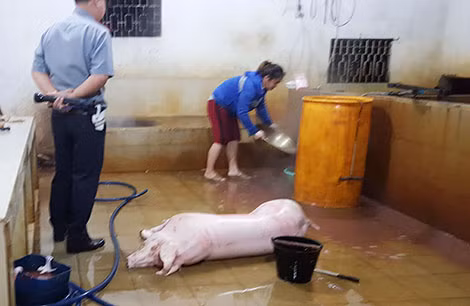 Cán bộ TTTY kiểm tra cơ sở giết mổ của bà N.T.A.T. Cán bộ TTTY kiểm tra cơ sở giết mổ của bà N.T.A.T.