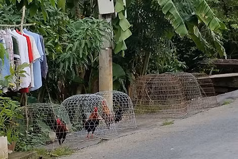Trên nhiều nẻo đường ở Bến Tre có xuất hiện nuôi gà đá.