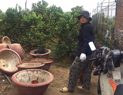 Chị Mai buồn bã trước năm quất bị hạn.