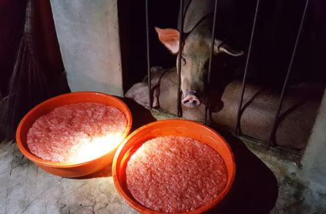 2 chậu huyết đầy được để ngay mõm heo sống. 2 chậu huyết đầy được để ngay mõm heo sống.