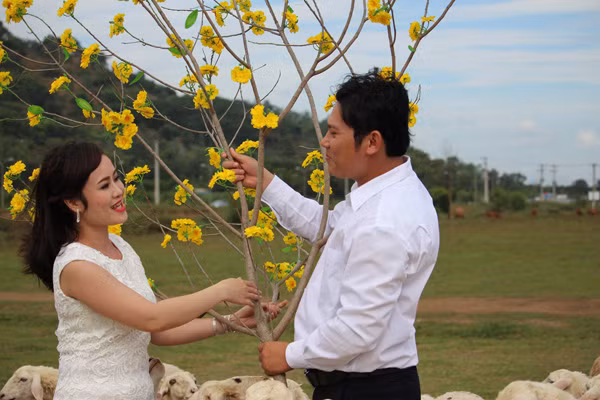 Một cặp cô dâu chú rể chụp ảnh cưới trước ngày hôn lễ tại cánh đồng cừu.