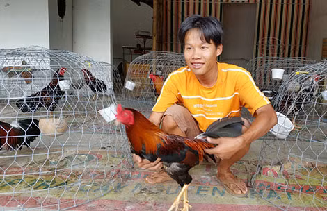 Tân “gà” từ nhiệm phó giám đốc kinh doanh về nhà nuôi gà đá.