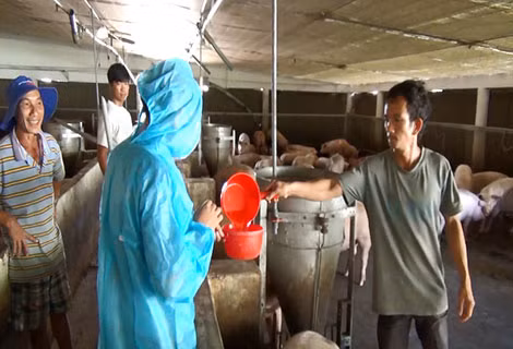 Cán bộ thú y lấy nước tiểu heo về xét nghiệm. Cán bộ thú y lấy nước tiểu heo về xét nghiệm.