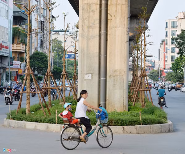 Đặc biệt, có nhiều đoạn cây được trồng dưới dầm bê-tông của tuyến đường sắt trên cao Cát Linh - Hà Đông.