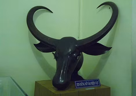 Cặp sừng trâu rừng do nhóm thợ săn người Khmer hạ ở Mỹ Tú, cách nay khoảng 300 năm.