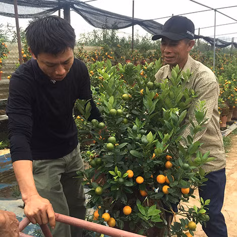 Ông Hồng và khách bê những chậu quất trồng lên xe chở đi.
