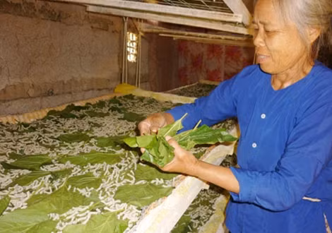 Bà Hoàng Thị Yêm (66 tuổi) đang cho tằm ăn lá dâu.