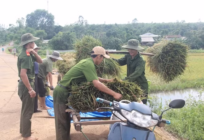 Chất lúa đưa lên xe chở về nhà cho người dân.