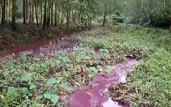 Dòng nước có màu tím bất thường chảy tràn ra đồng ruộng, khu vực sản xuất nông nghiệp của người dân Hương Hồ.