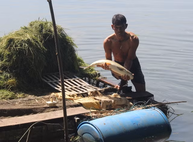 Một hộ dân ở Hương Xuân vớt cá chết nuôi trên sông Bồ để tiêu hủy.