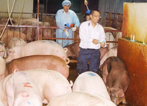 Cán bộ Thú y lấy mẫu nước tiểu một lô heo nghi ngờ được ăn thuốc tăng trọng.