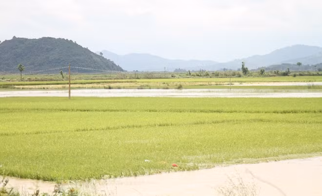 Đến chiều 12-8, hàng trăm ha lúa vẫn chìm trong biển nước