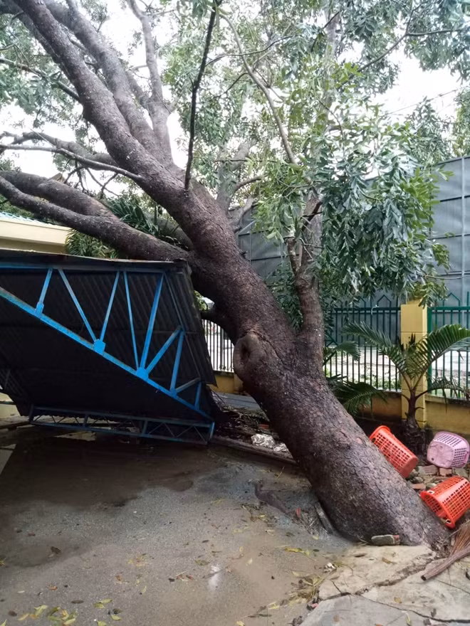 Một cây cổ thụ bị gió quật ngã trong trường học tại huyện M'đrắk
