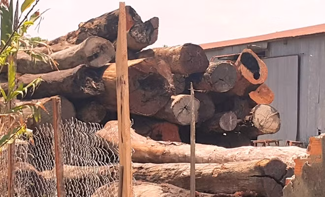 Hàng trăm m3 gỗ trong xưởng gỗ của Phượng "râu"