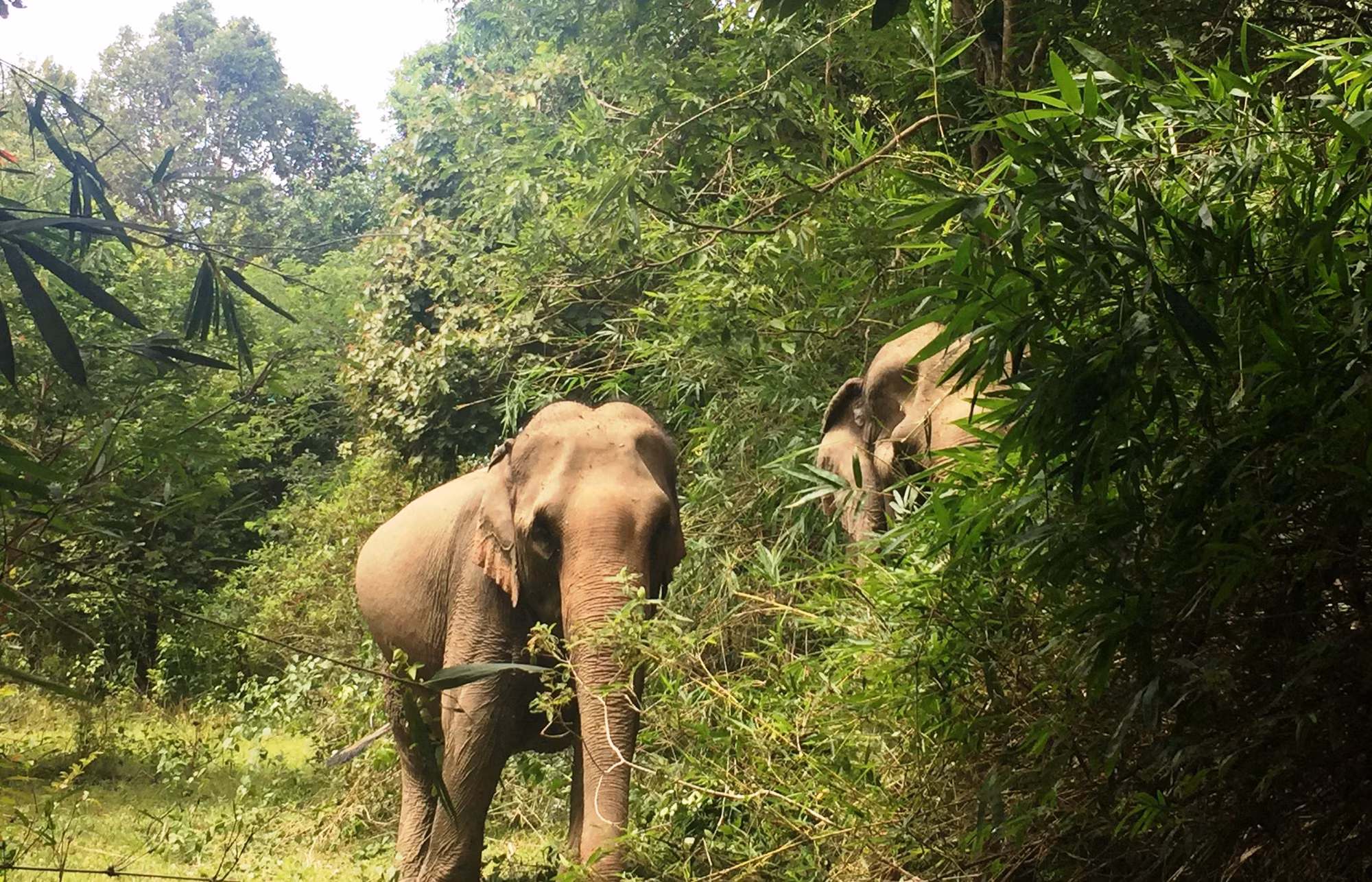 Ngôi sao Việt Nam và quốc tế cùng tham gia chương trình bảo vệ gấu ảnh 3