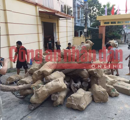 Hàng chục khối gỗ trắc quý không hóa đơn chứng từ được giấu trong kho hàng của Công ty Đạt Phát.