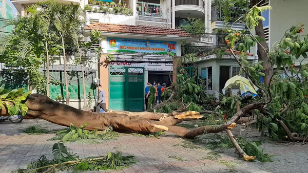 Hiện trường cây xanh đổ gây tai nạn cho học sinh tại Trường THCS Bạch Đằng (quận 3, TP Hồ Chí Minh). Ảnh: Báo Tin tức. Hiện trường cây xanh đổ gây tai nạn cho học sinh tại Trường THCS Bạch Đằng (quận 3, TP Hồ Chí Minh). Ảnh: Báo Tin tức.