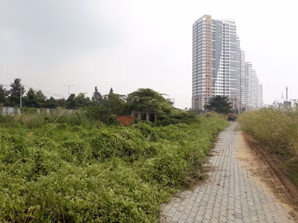 Đất dự án bỏ hoang cho cỏ mọc do chờ thủ tục.