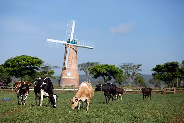 Vùng nguyên liệu sữa tươi lớn với 12 trang trại đạt chuẩn quốc tế góp phần giúp sản phẩm sữa tươi của Vinamilk dẫn đầu phân khúc trong nhiều năm liền.