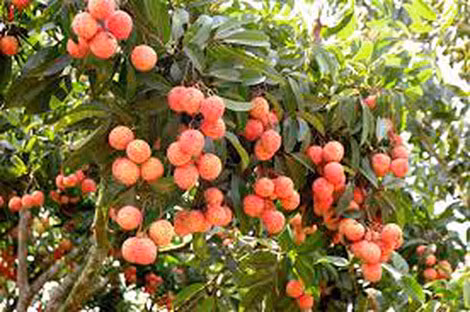 Vải thiều Thanh Hà - đặc sản của Hải Dương. Vải thiều Thanh Hà - đặc sản của Hải Dương.