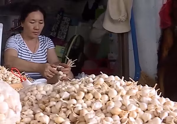 Tỏi Lý Sơn chính thức được Cục Sở hữu trí tuệ - Bộ Khoa học và Công nghệ cấp chứng nhận Chỉ dẫn địa lý. Tỏi Lý Sơn chính thức được Cục Sở hữu trí tuệ - Bộ Khoa học và Công nghệ cấp chứng nhận Chỉ dẫn địa lý.