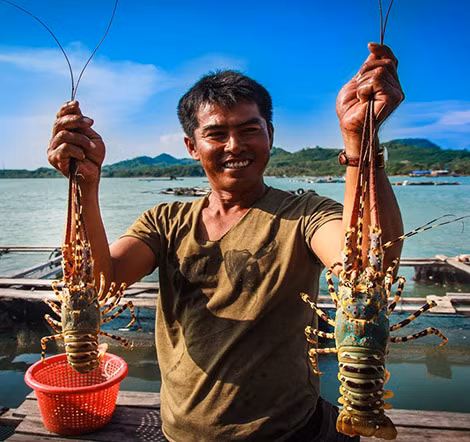 Ngư dân Bình Ba tại ngư trường nuôi tôm hùm.