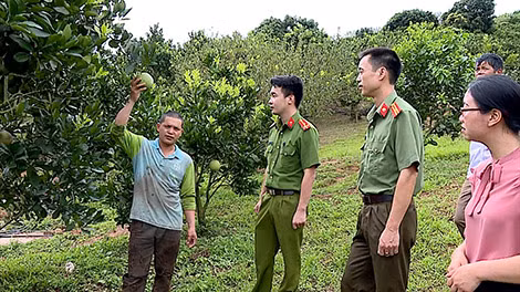 Trang trại hơn 2.000 cây ăn quả của gia đình anh Lường Văn Thụ, tiểu khu 2 - một trong những người lầm lỡ được Câu lạc bộ hỗ trợ giúp đỡ thoát nghèo.