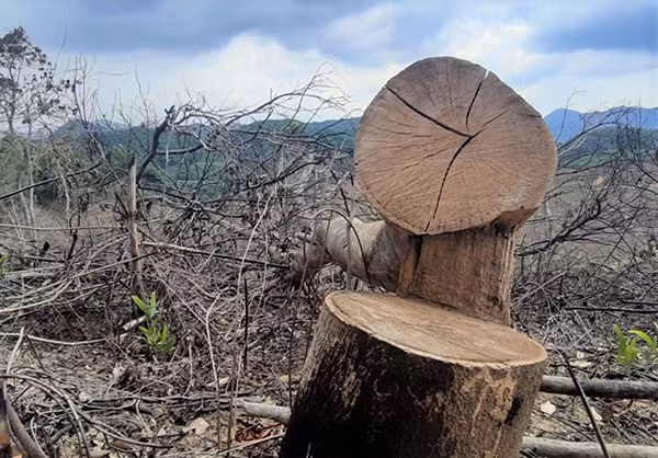 Rừng phòng hộ đầu nguồn thủy điện Hương Điền bị “lâm tặc” đốn hạ, tàn phá nghiêm trọng.