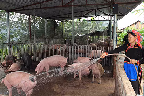 Bà con Bản Xi Nế chăn nuôi lợn.