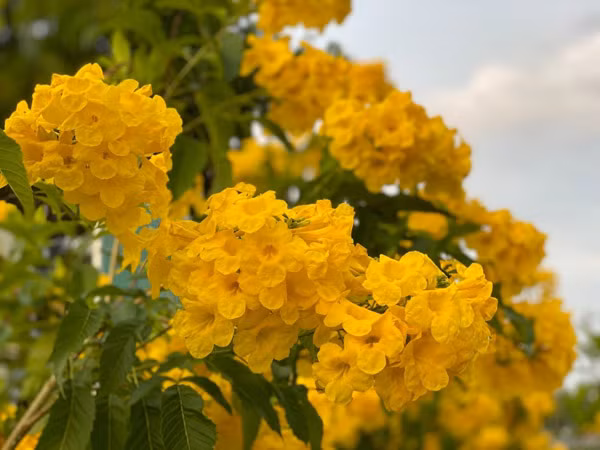 Đây cũng là mùa những bông hoàng yến vàng bung nở rực rỡ...