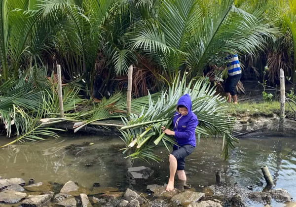 Người dân xã Quảng Lợi khai thác lá cây dừa nước ở rừng ngập mặn ven phá Tam Giang-Cầu Hai để làm đồ thủ công mỹ nghệ.