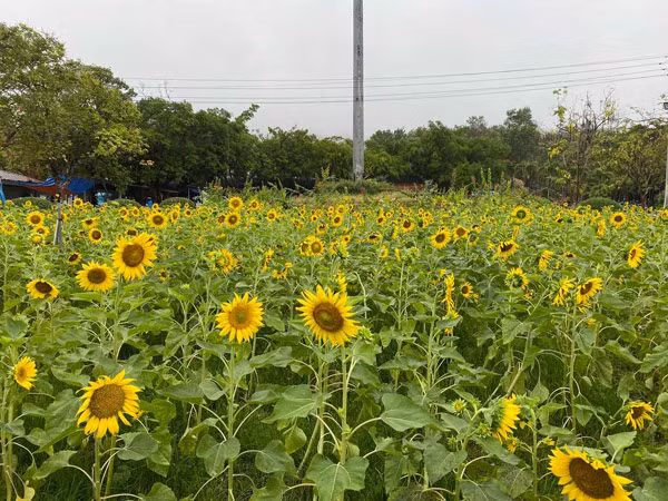 Tại đây, một vườn hướng dương khổng lồ do khu du lịch Sun World BaDen Mountain trồng đang rộ nở, là địa điểm check-in lý tưởng cho du khách.