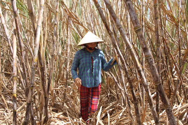 Khoảng 150ha mía ở Cù Lao Dung đứng trước nguy cơ đốn bỏ.