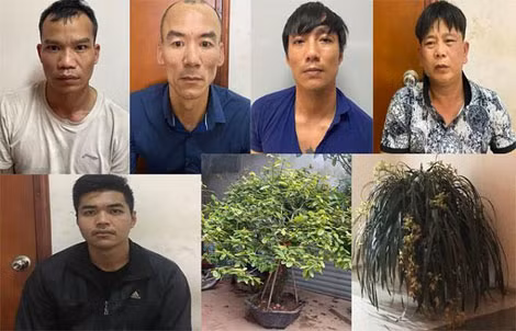 Ổ nhóm tội phạm chuyên dùng ô tô trộm cây cảnh lúc nửa đêm bị công an quận Long Biên bắt giữ.