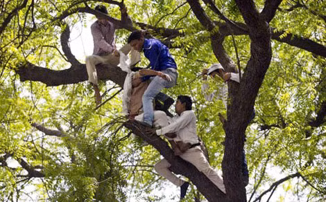 Những người đàn ông trèo lên cây ngăn ông Gajender Singh tự tử nhưng không thành.