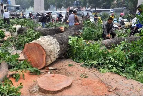 Hà Nội yêu cầu đình chỉ nhiều cán bộ liên quan đến việc “chặt cây”.