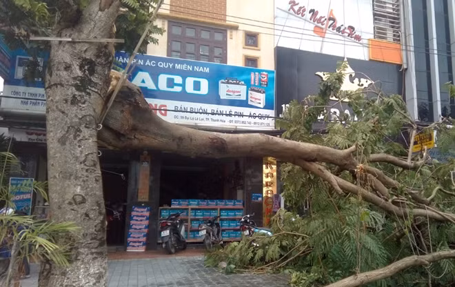 Cây xanh bật gốc tại Thanh Hóa