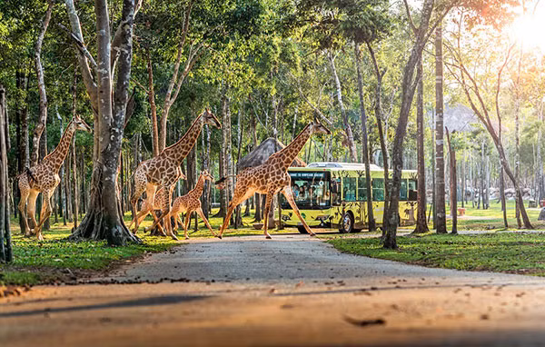 Vinpearl Safari Phú Quốc là điểm đến khám phá thiên nhiên hoang dã không thể bỏ lỡ.