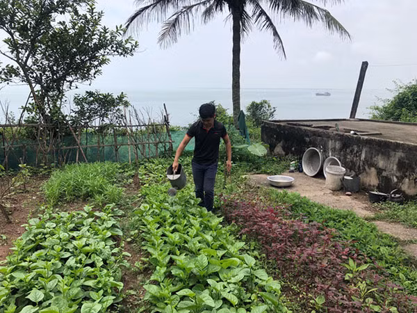 Tranh thủ trồng rau cải thiện cho bữa cơm chủ yếu là cá khô và lạc rang. Tranh thủ trồng rau cải thiện cho bữa cơm chủ yếu là cá khô và lạc rang.