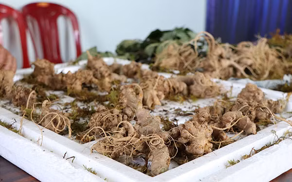 Củ và lá cây gần giống sâm Ngọc Linh mà lực lượng chức năng vừa phát hiện, bắt giữ.