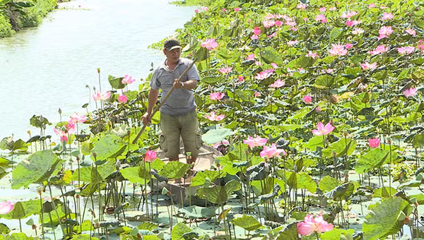 Anh Hải trên cánh đồng sen hồng đang đến kỳ thu hoạch.