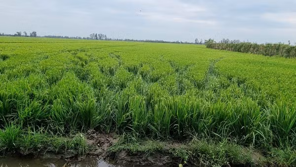 Khi bị Cảnh sát bao vây, nhiều con bạc chạy tán loạn, "xé nát" đồng lúa để thoát thân. Khi bị Cảnh sát bao vây, nhiều con bạc chạy tán loạn, "xé nát" đồng lúa để thoát thân.